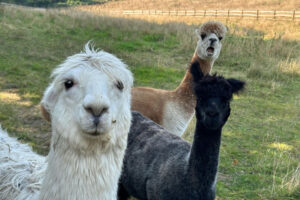 alpacas-painting-studio window